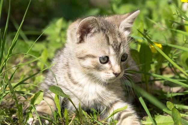 Tabby Kitten Zagraj na zewnątrz