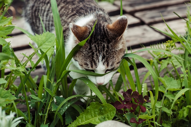 Tabby Kot W Zielonej Trawy Zakończeniu