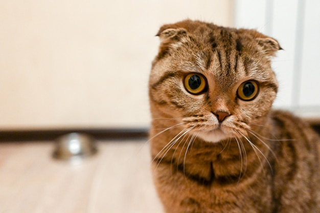 Tabby szkocki kot czeka na jedzenie w kuchni. Zdrowa dieta dla kotów