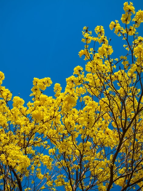 Tabebuia Chrysanth lub kwitnący żółty kwiatu drzewo na jasnym niebieskiego nieba tle
