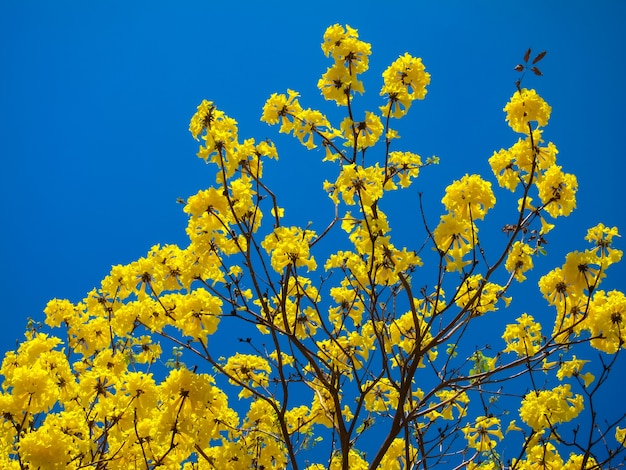 Tabebuia Chrysanth lub żółty kwiatu drzewo