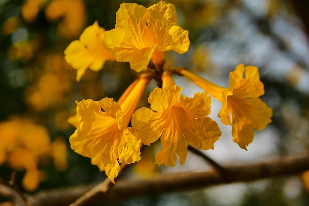 Tabebuia chrysantha Nichols Golden Tree Tallow Pui