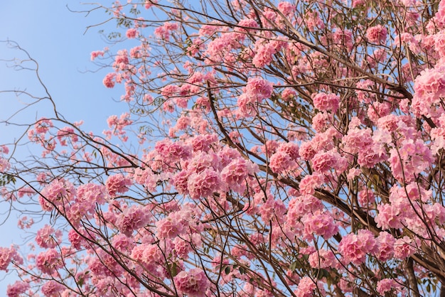 Tabebuia rosea jest neotropowym drzewem różowego kwiatu. nazwa zwyczajowa Różowe drzewo trąbkowe, Różowe poui, Różowe tec