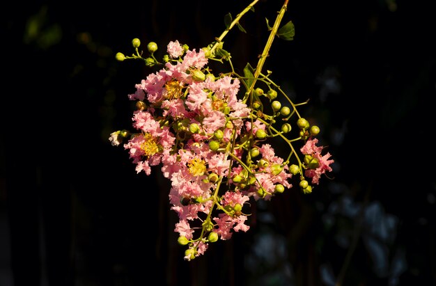 Tabebuia rosea różowy kwiat, płytka ostrość, z ciemnym rozmytym tłem