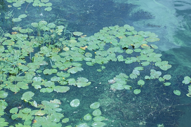 Tafla rzeki pokryta rzęsą i liśćmi lilii z ciemnym filtrem Zielone glony na powierzchni wody Ochrona środowiska