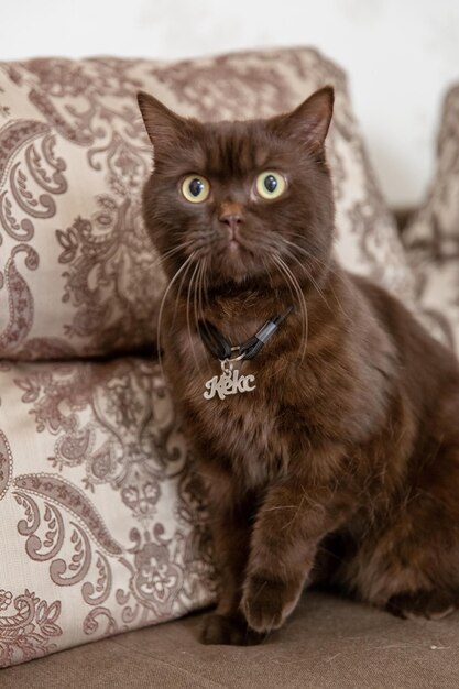 Tag z imieniem dla kota Keks. Brązowy szkocki kot w domu z etykietką