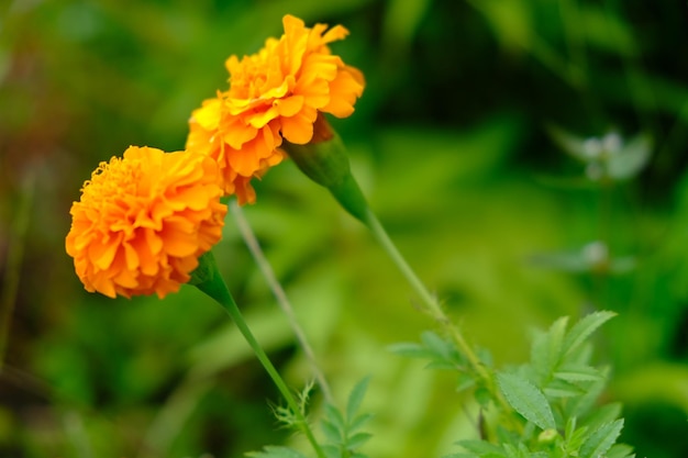 Tagetes erecta, nagietek aztecki, nagietek meksykański, nagietek duży, cempazchitl. tle przyrody.