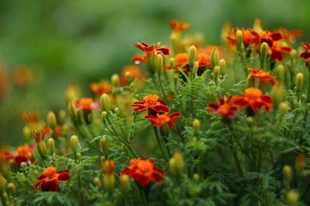 Tagetes patula. Nagietek francuski Wiele kwiatów w kolorach pomarańczowym i brązowym.