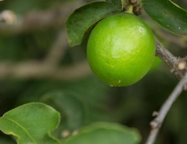 Tahitańskie lub perskie owoce limonki rosnące na plantacji w Kauai