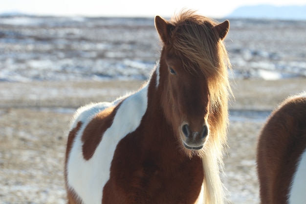 tajemnicza i piękna Islandia