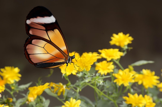 Tajemniczy i eteryczny motyl glasflugler w swoim urokliwym naturalnym środowisku