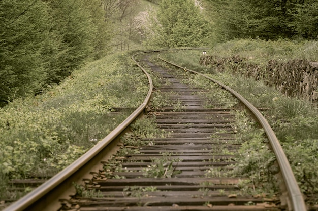 Tajemniczy zakręt kolejowy zagubiony gdzieś w lesie