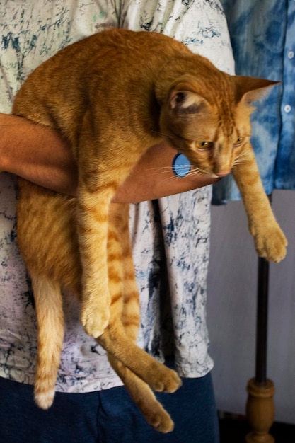 Tajlandczycy trzymają uściski domowe imbirowe młode koty w domu w Bangkoku w Tajlandii
