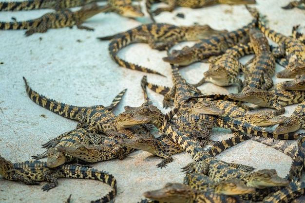 Tajlandia Baby Crocodile looking