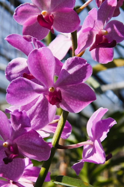 Tajlandia, Chang Mai, kwiaty orchidei (Orchis sp.)