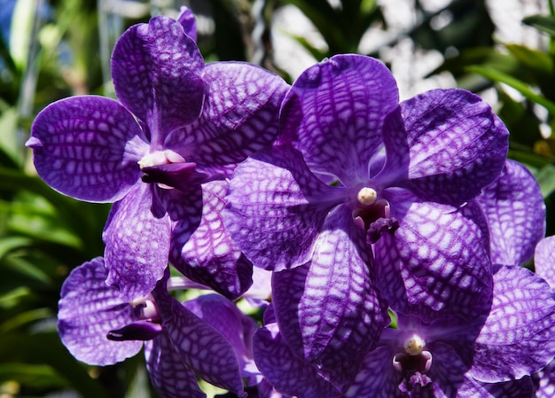 Tajlandia, Chang Mai, kwiaty orchidei (Orchis sp.)
