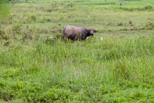Tajlandzki bizon w polu