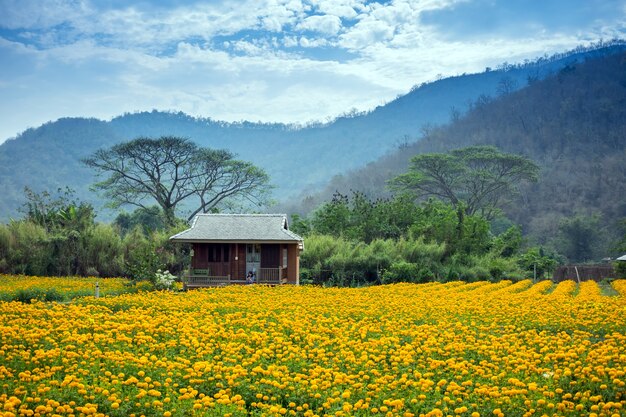 Tajlandzki dom w pięknym żółtym kwiatu ogródzie i błękitnej górze
