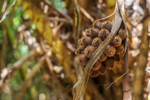 Tajlandzki lychee od drzewa na zamazanej naturze