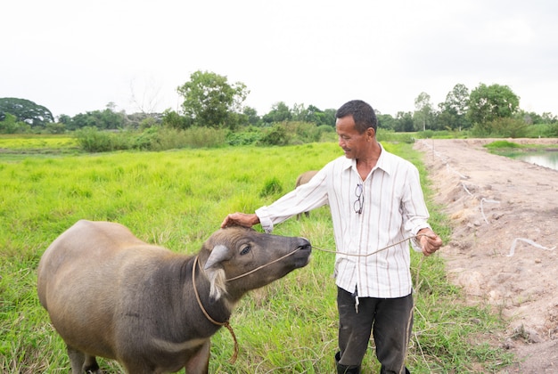 Tajlandzki rolnik z jego bizonem na zielonej trawy polu w wsi