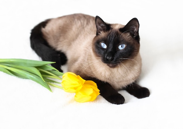 Tajski kot o niebieskich oczach leży na jasnej sofie obok żółtych tulipanów.