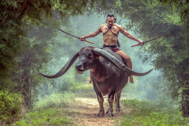 Tajski wojownik w stroju Ayutthayi ma podwójne miecze i jeździ na bawole z długimi rogami.