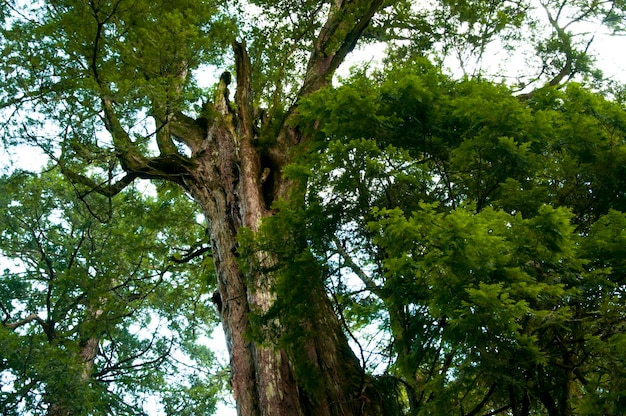 Tajwan Lala Mountain National Forest chroniony obszar ogromne tysiącletnie święte drzewo