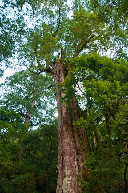 Tajwan Lala Mountain National Forest chroniony obszar ogromne tysiącletnie święte drzewo