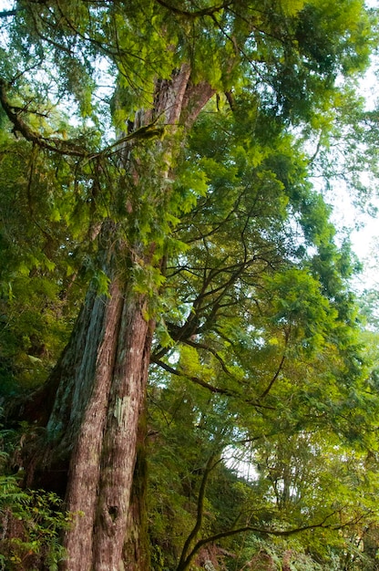 Tajwan Lala Mountain National Forest chroniony obszar ogromne tysiącletnie święte drzewo