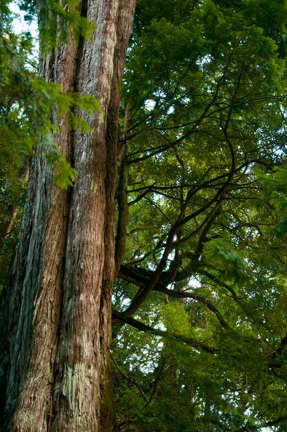 Tajwan Lala Mountain National Forest chroniony obszar ogromne tysiącletnie święte drzewo