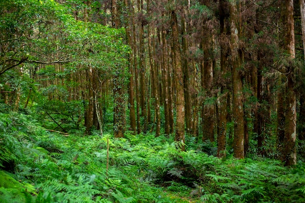 Tajwan Lasy Hrabstwa Yilan Górskie Jeziora Jasne Stawy Zielone Lasy Zielony Mech
