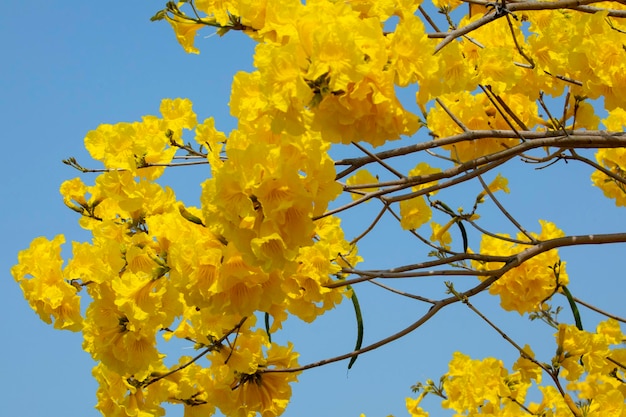 Tajwan wiosenny sezon kwitnienia uliczne drzewa kwitnące chryzantemy Suzuki