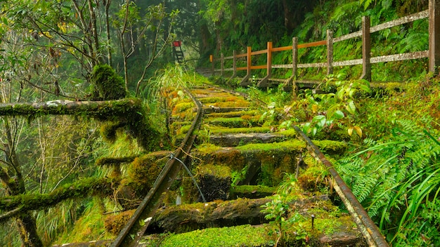 Tajwan, Yilan County, Taiping Mountain, Jianqing Old Road, słynna, atrakcja turystyczna