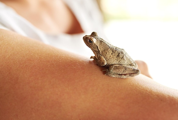 Taki uroczy mały facet Ujęcie małej żaby siedzącej na ramieniu kobiety