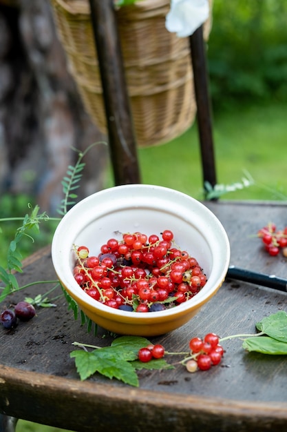 Zdjęcie talerz czerwonych porzeczek i agrestu na wsi stoi na krześle w naturze, martwa natura