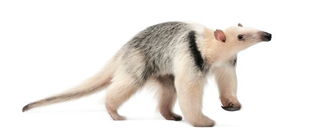 Tamandua, Tamandua tetradactyla, 3 lata, idąca na tle białej przestrzeni