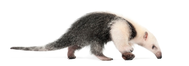 Tamandua, Tamandua Tetradactyla, 3 Miesiące, Chodzenie Na Białym Tle