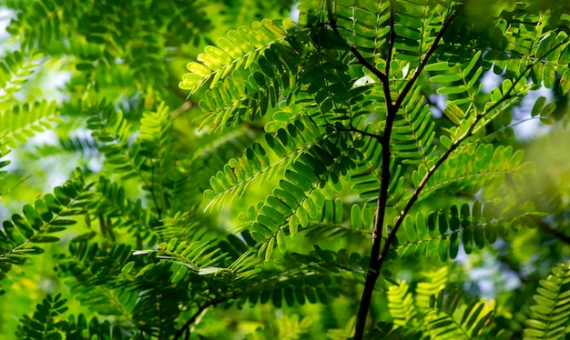 Tamarynda Tamarindus indica zielone liście wybrane skupienie