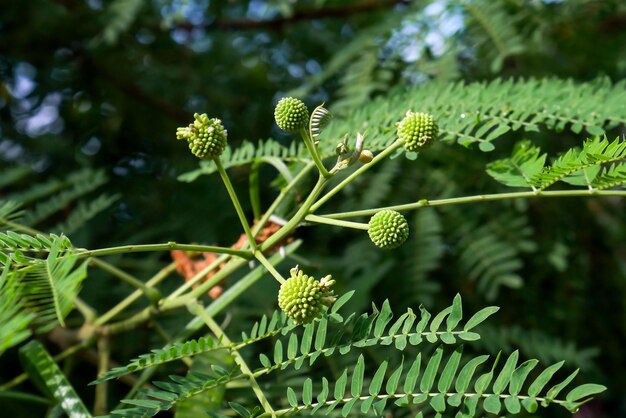 Tamaryndowiec Leucaena leucocephala pąki kwiatowe i zielone liście wybrane skupienie