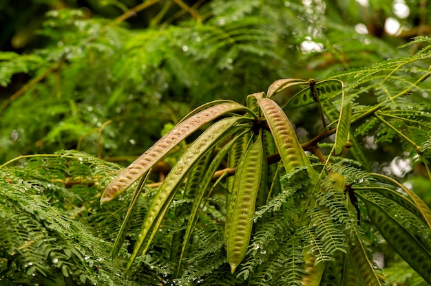 Tamaryndowiec Leucaena leucocephala z zielonym rozmytym tłem