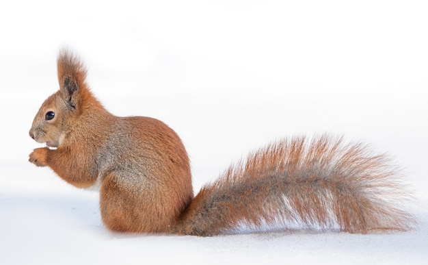 Tamia Sciurus hudsonicus wiewiórka na białym śniegu.