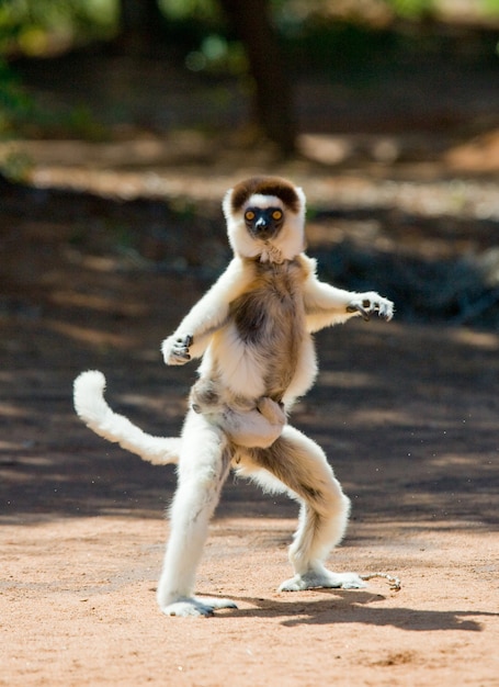 Tańcząca Sifaka leży na ziemi