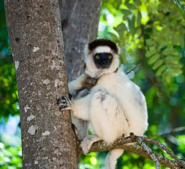 Tańcząca Sifaka siedzi na drzewie