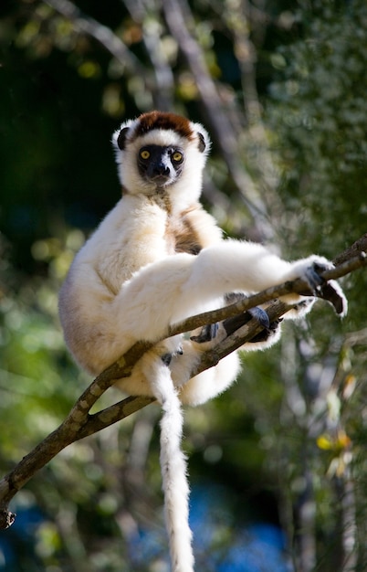 Zdjęcie tańcząca sifaka siedzi na drzewie