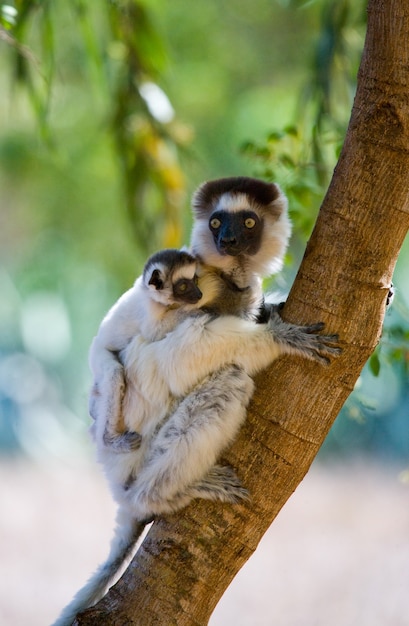 Tańcząca Sifaka siedzi na drzewie