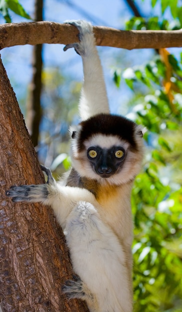 Tańcząca Sifaka siedzi na drzewie