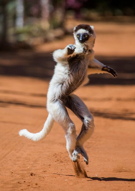 Tańcząca Sifaka z Madagaskaru skacze