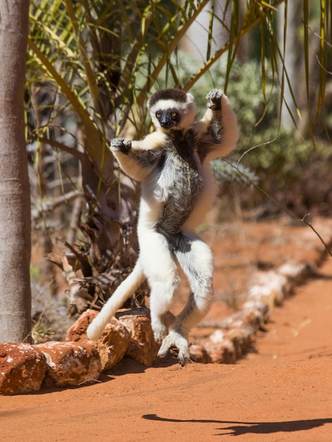 Tańcząca Sifaka z Madagaskaru skacze