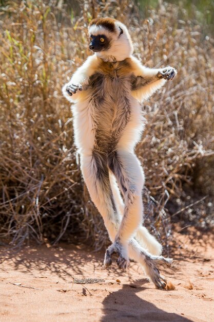 Tańcząca Sifaka z Madagaskaru skacze