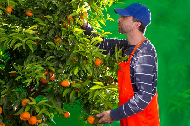 Tangerine pomarańczowy rolnik zbiera mężczyzna